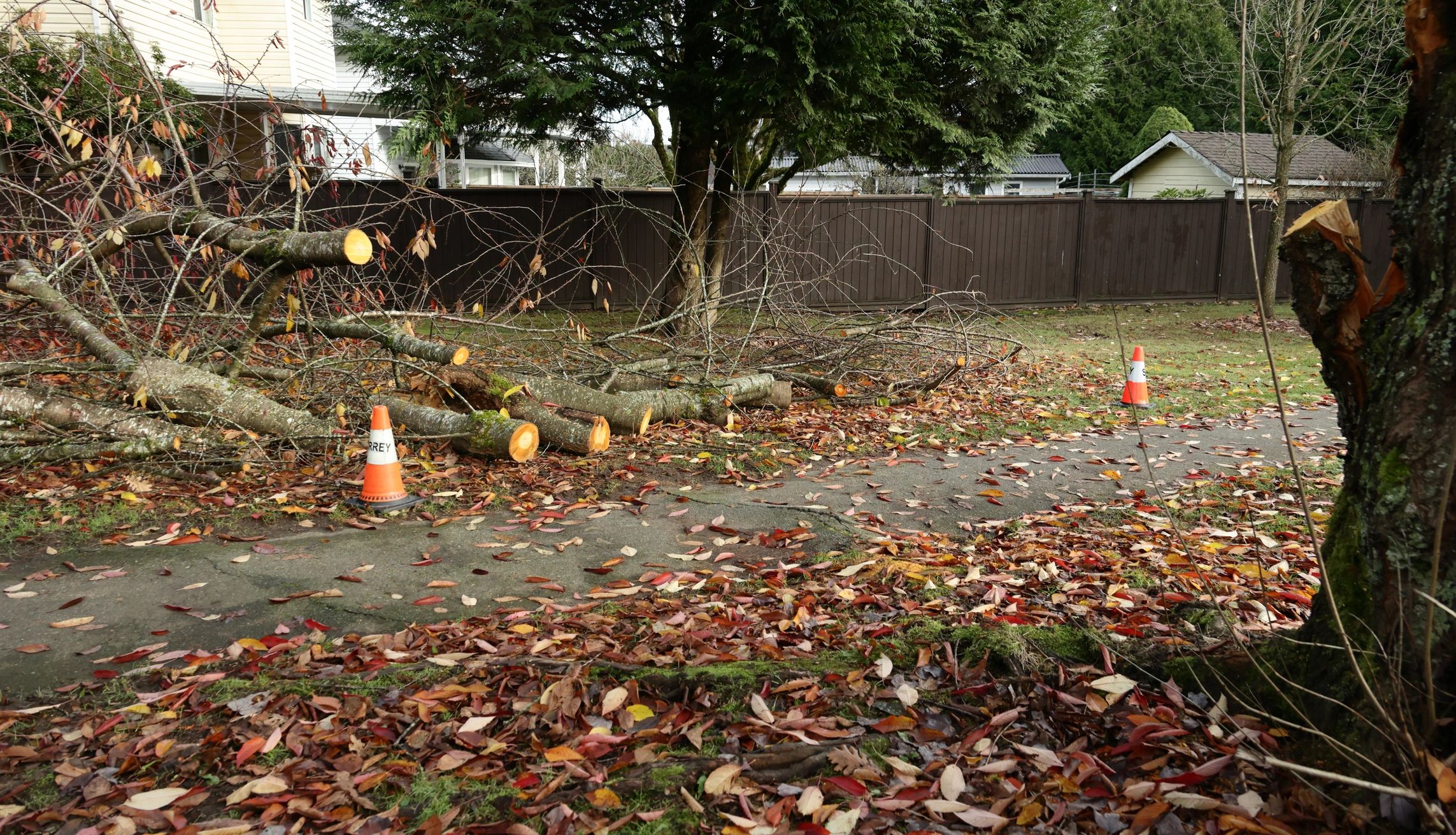 Tree branches after storm damage