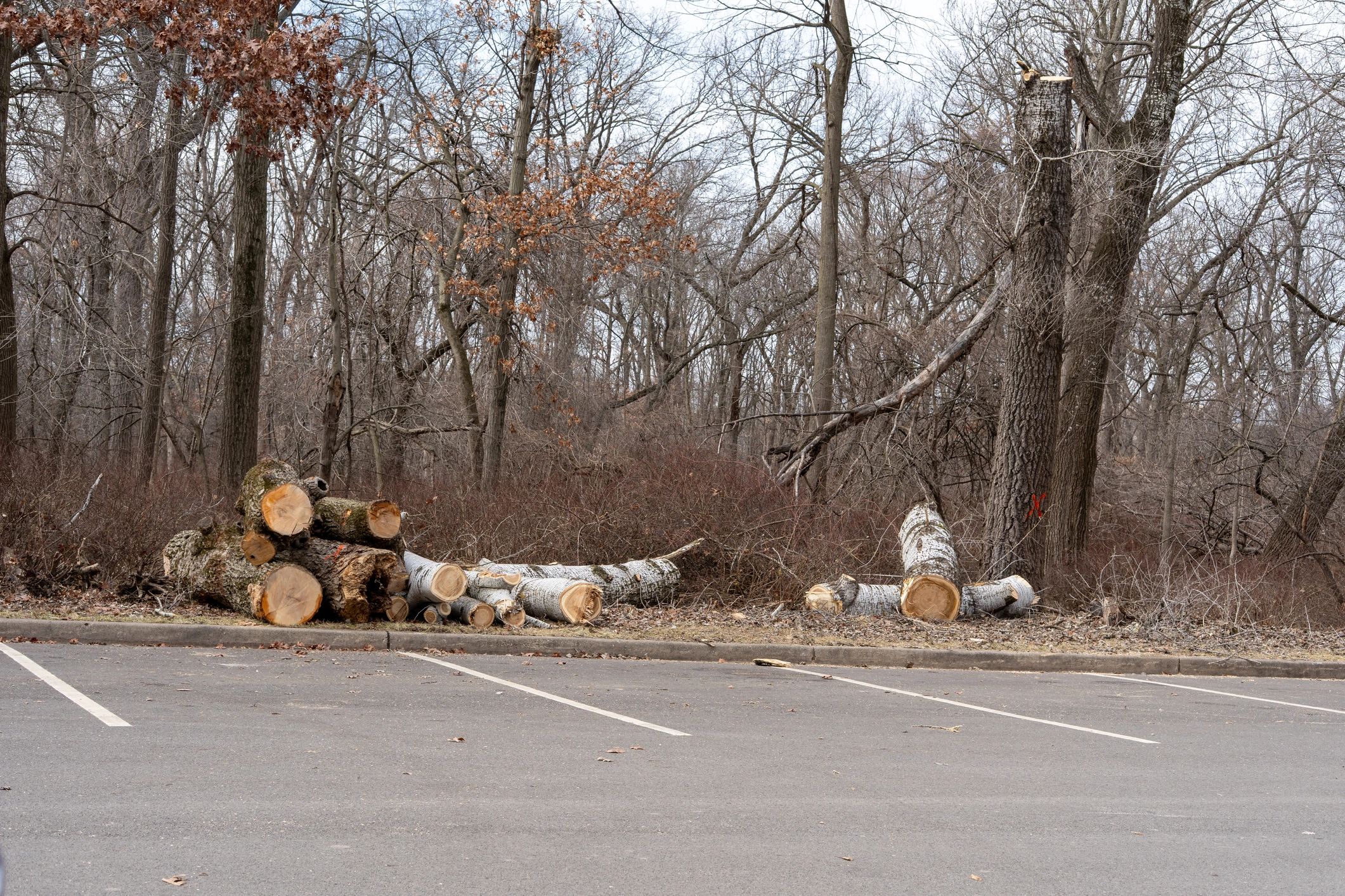 Cut tree logs after maintenance work
