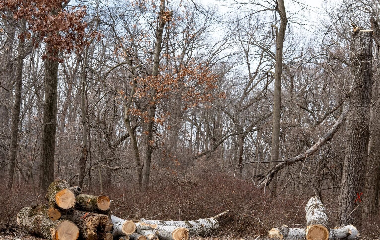 Fallen tree trunks piled on the edge of a public park after maintenance work